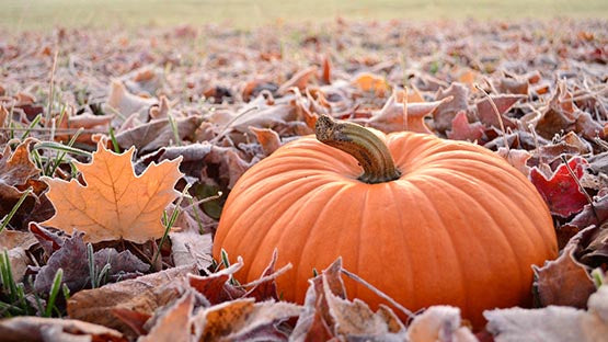 Little Bit of Fall Y'all